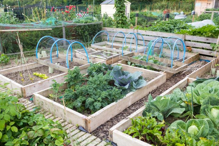 Raised beds. Photo by johnbraid/Shutterstock